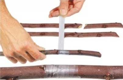!! 2 X Cleste Profesional de Altoit cu 3 Cutite U V Omega + Furtun Extensibil 30 M + 3 x Banda Pentru Altoit Biodegradabila
